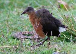 Rouget's Rail