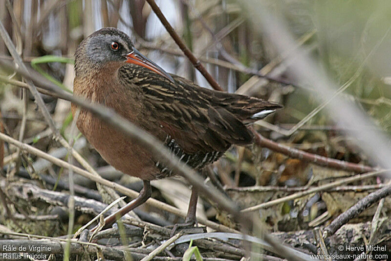 Virginia Rail male adult breeding