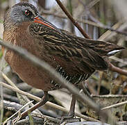 Virginia Rail