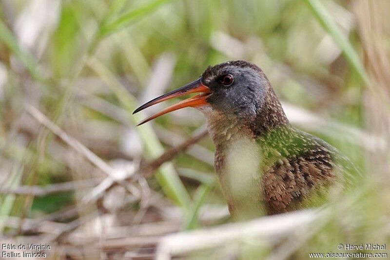 Virginia Rail male adult breeding