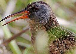 Virginia Rail