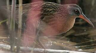 Virginia Rail