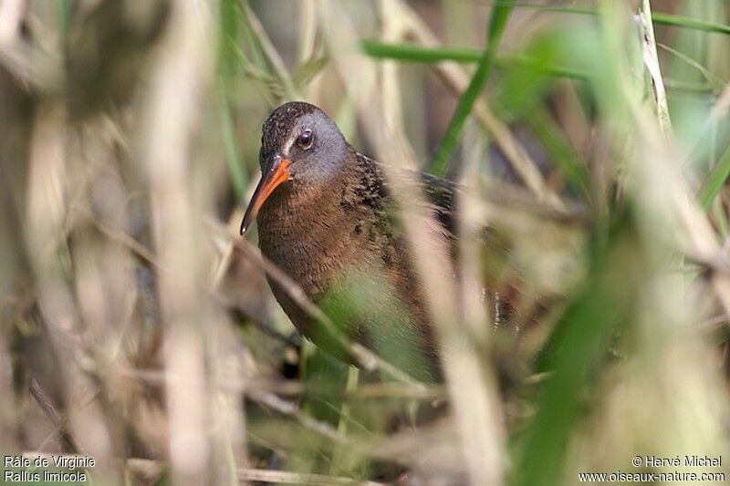 Virginia Railadult breeding