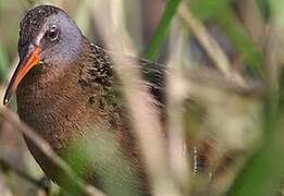 Virginia Rail