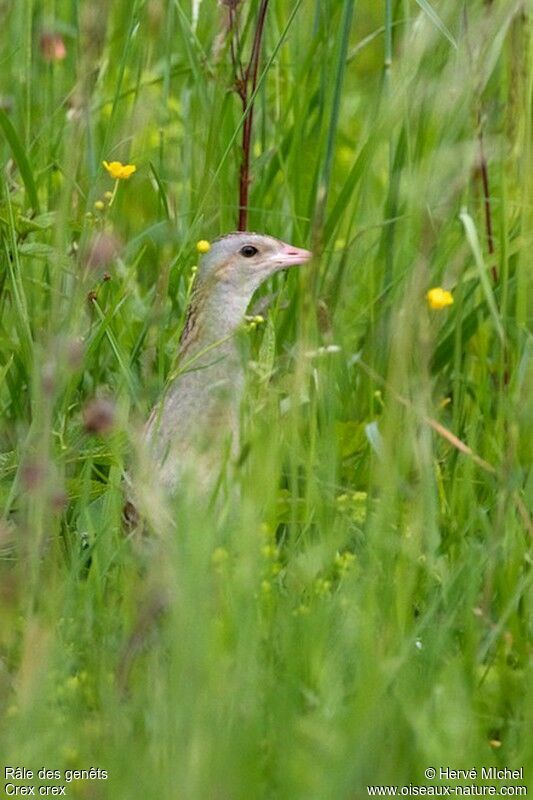 Corn Crake male adult breeding