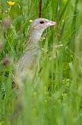 Corn Crake