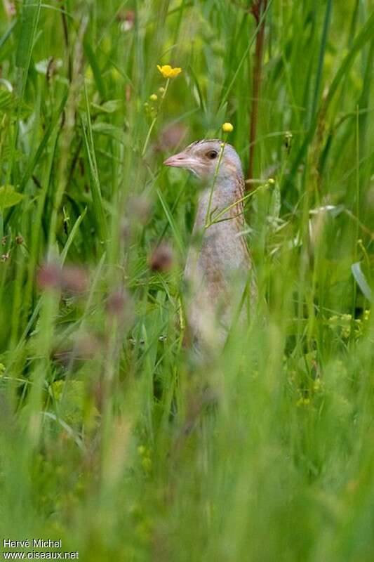 Corn Crake male adult breeding, habitat