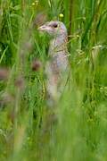 Corn Crake