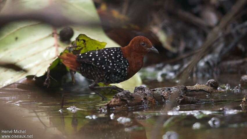 White-spotted Flufftail male adult, habitat, pigmentation