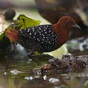 White-spotted Flufftail