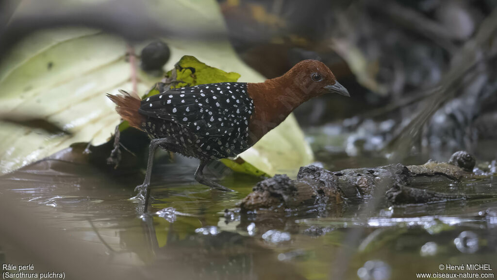 White-spotted Flufftail