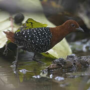 White-spotted Flufftail