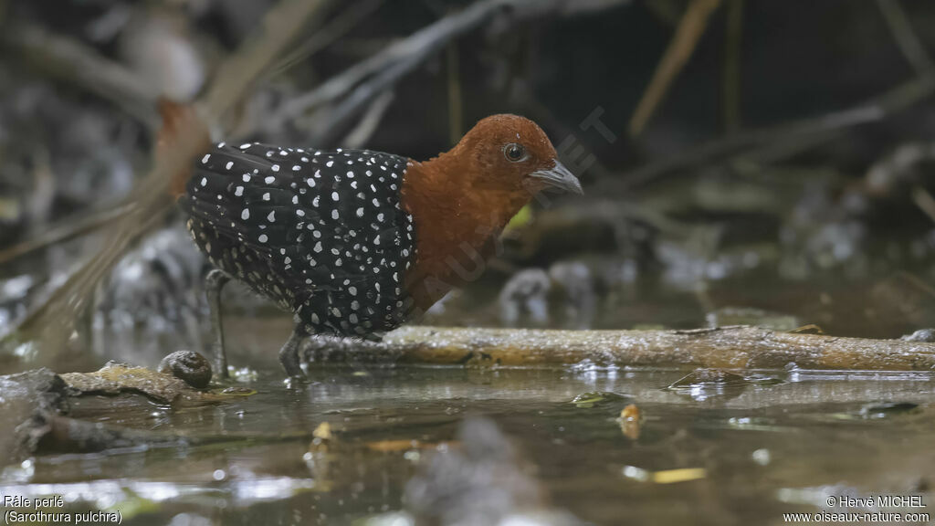 White-spotted Flufftail