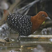 White-spotted Flufftail