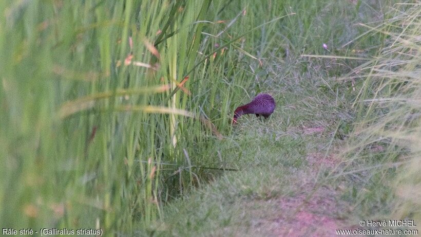 Slaty-breasted Rail