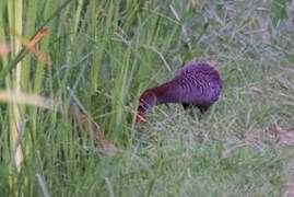 Slaty-breasted Rail