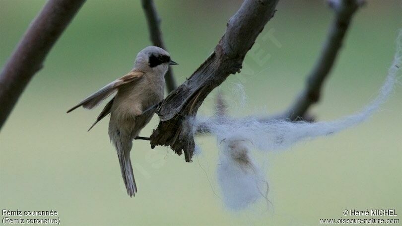 White-crowned Penduline Tit