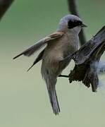 White-crowned Penduline Tit