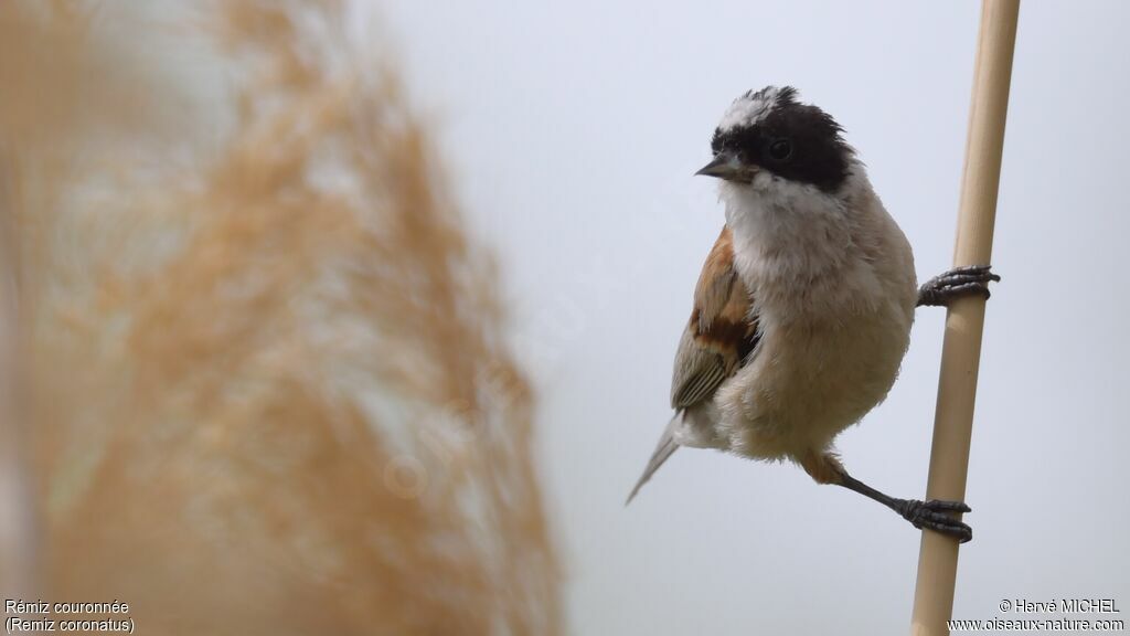 White-crowned Penduline Titadult