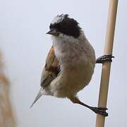 White-crowned Penduline Tit