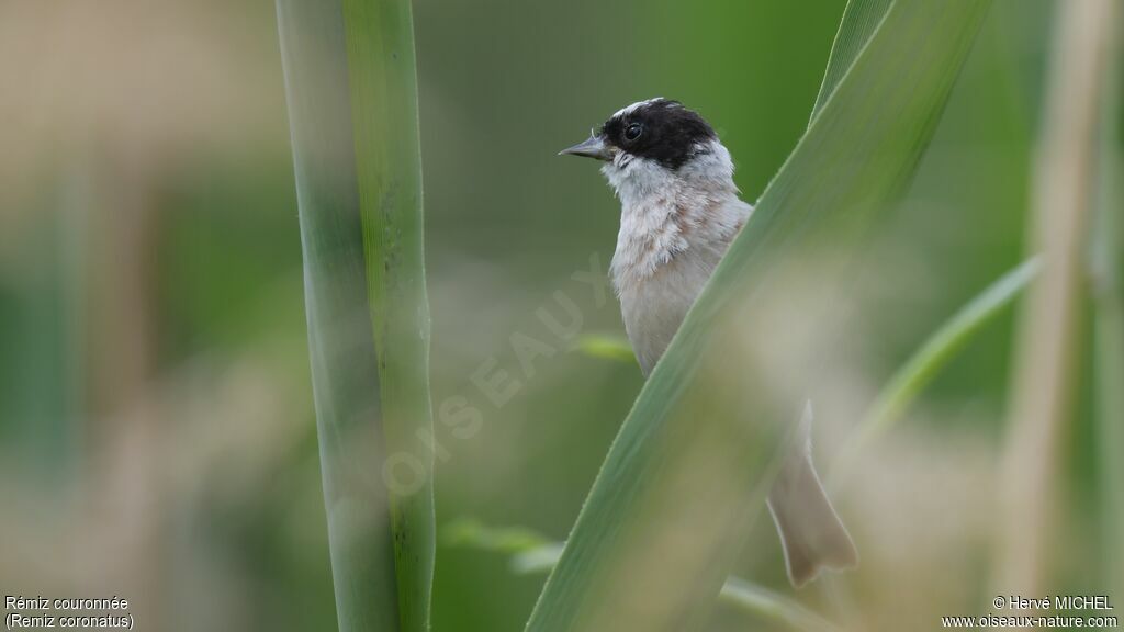 White-crowned Penduline Titadult