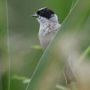 White-crowned Penduline Tit