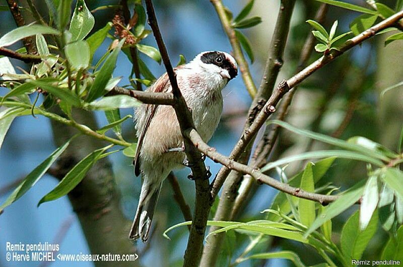 Rémiz penduline