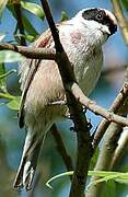 Eurasian Penduline Tit