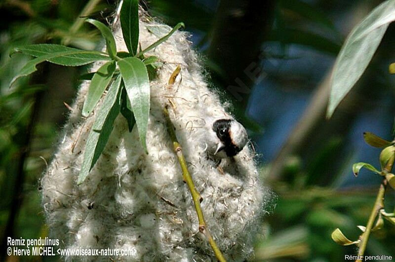 Eurasian Penduline Tit