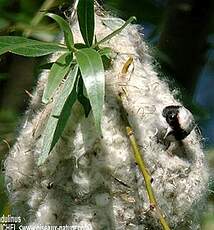 Rémiz penduline