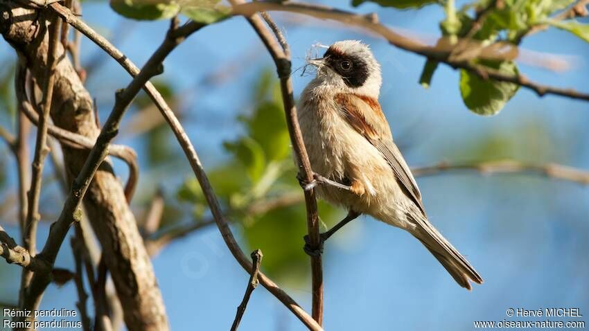 Eurasian Penduline Tit male adult breeding