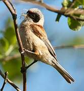 Eurasian Penduline Tit