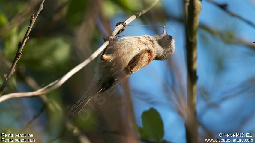 Eurasian Penduline Tit male adult breeding