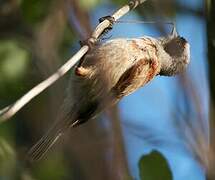 Eurasian Penduline Tit