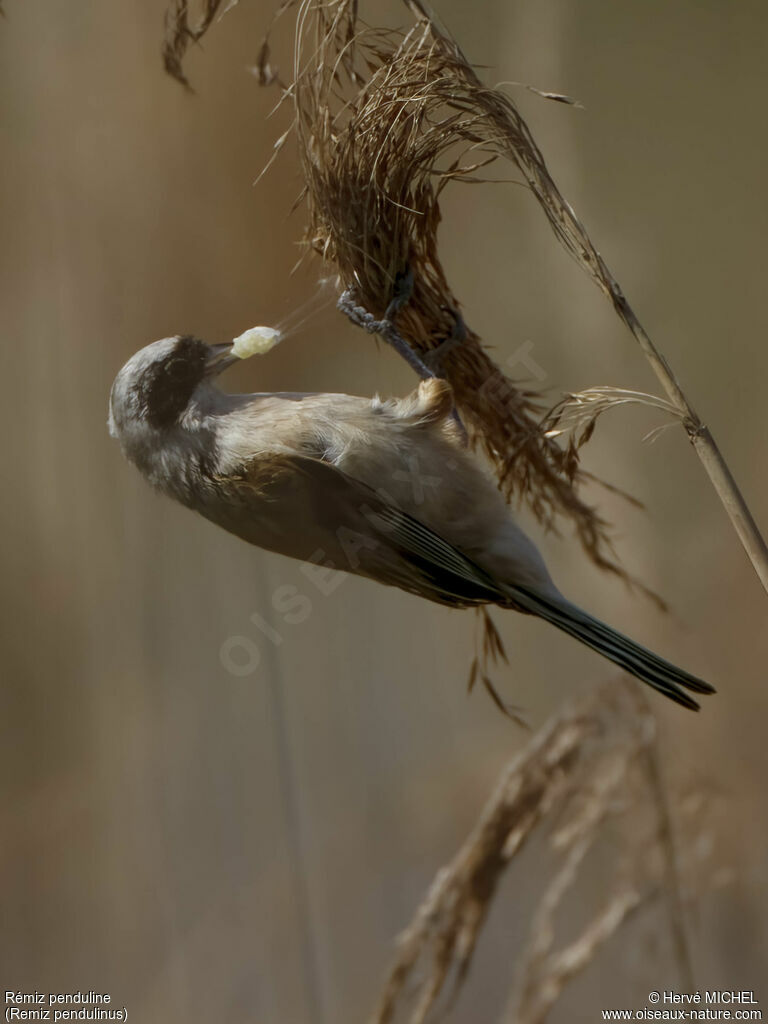 Eurasian Penduline Titadult breeding, feeding habits