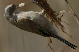 Rémiz penduline