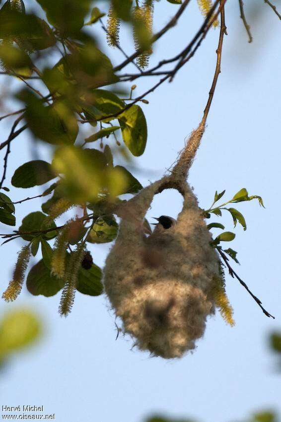 Rémiz penduline mâle adulte nuptial, Nidification