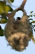 Eurasian Penduline Tit