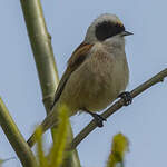 Rémiz penduline