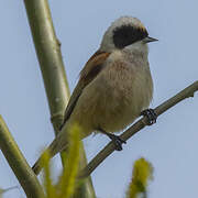 Eurasian Penduline Tit