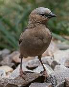 Grey-capped Social Weaver