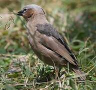 Grey-capped Social Weaver