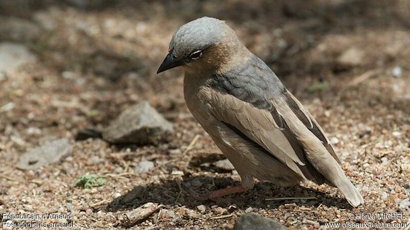 Grey-capped Social Weaveradult breeding