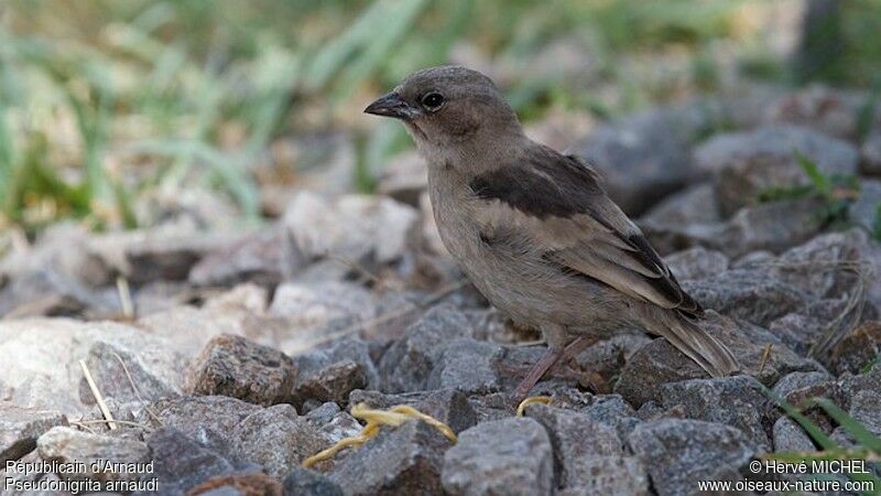 Grey-capped Social Weaverjuvenile