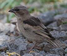 Grey-capped Social Weaver