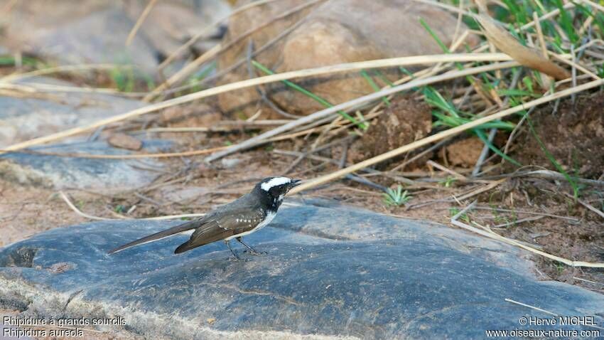 White-browed Fantail