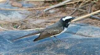 White-browed Fantail