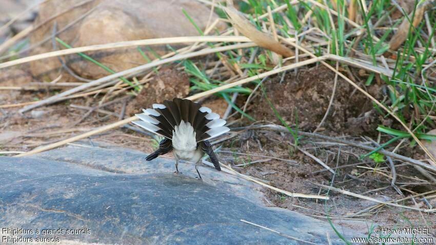 White-browed Fantail