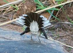 White-browed Fantail