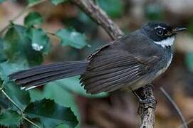 Malaysian Pied Fantail